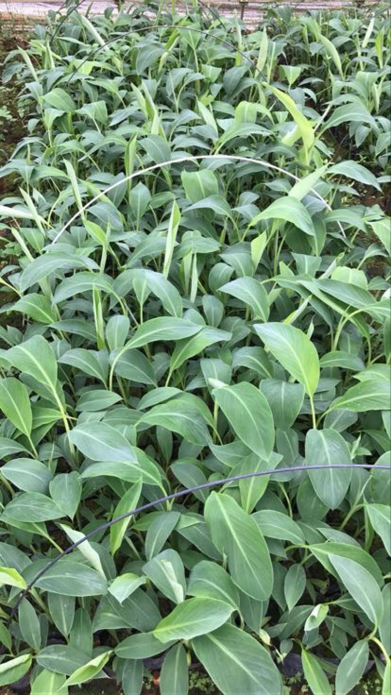 云南香蕉苗基地供应巴西香蕉苗