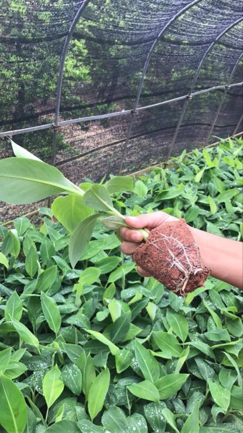 云南香蕉苗基地供应巴西香蕉苗