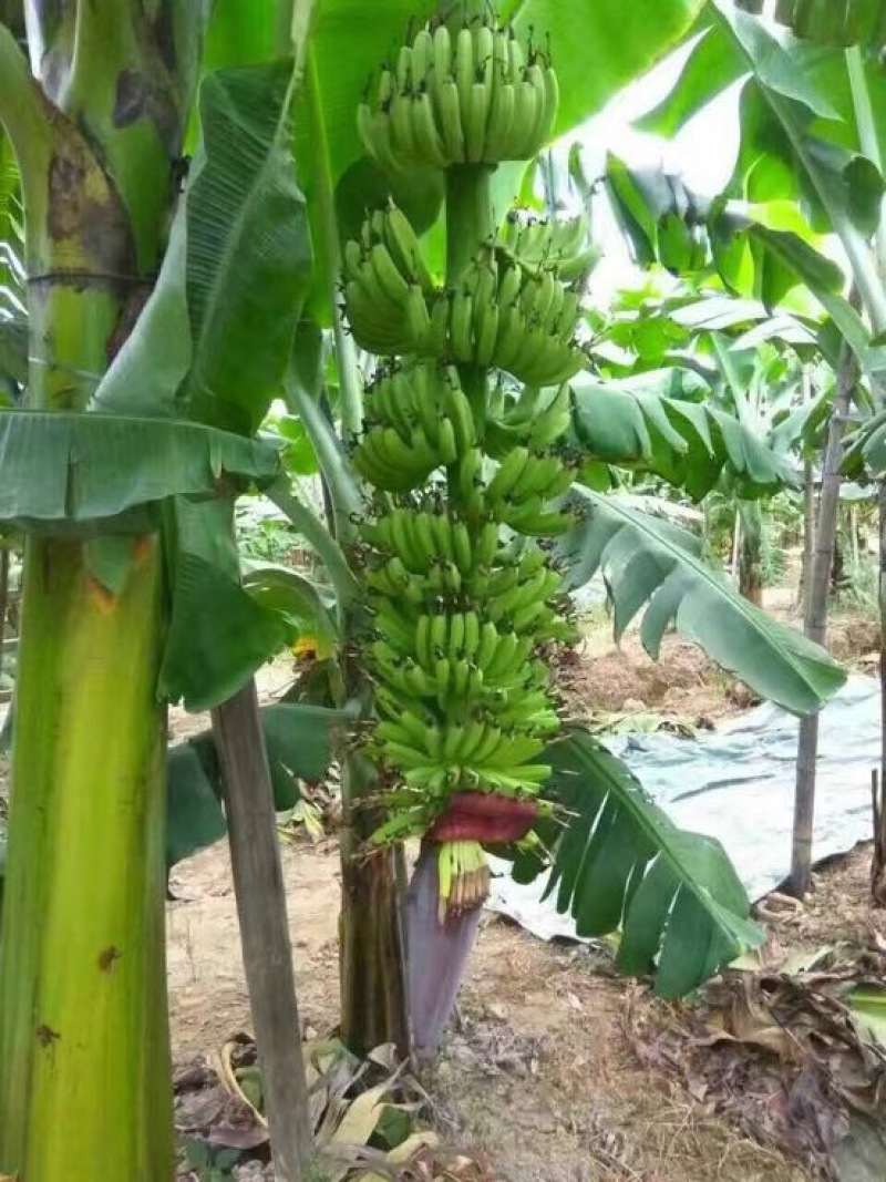 云南香蕉苗基地供应巴西香蕉苗