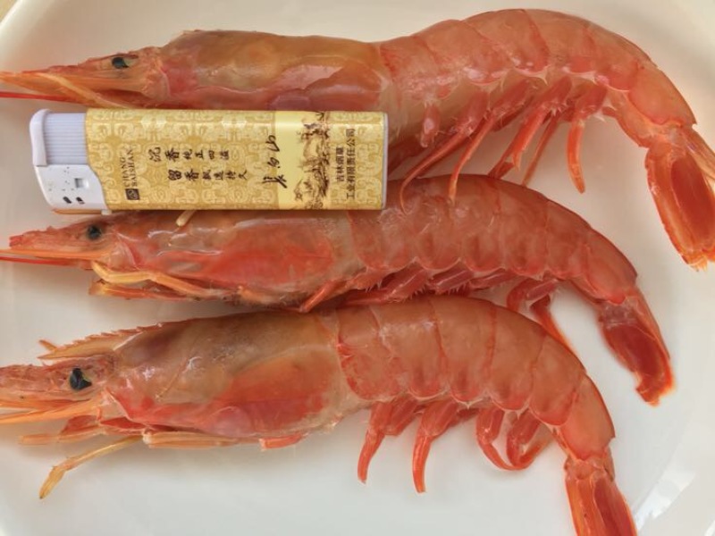 阿根廷红虾L1