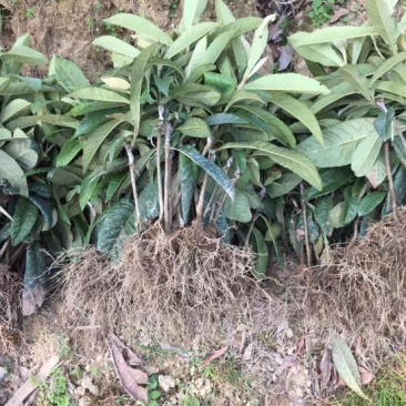 早钟六号枇杷苗，基地直供，品种纯正，量大从优，价格美丽