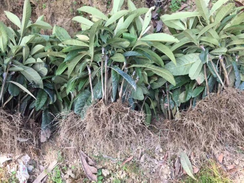 早钟六号枇杷苗，基地直供，品种纯正，量大从优，价格美丽