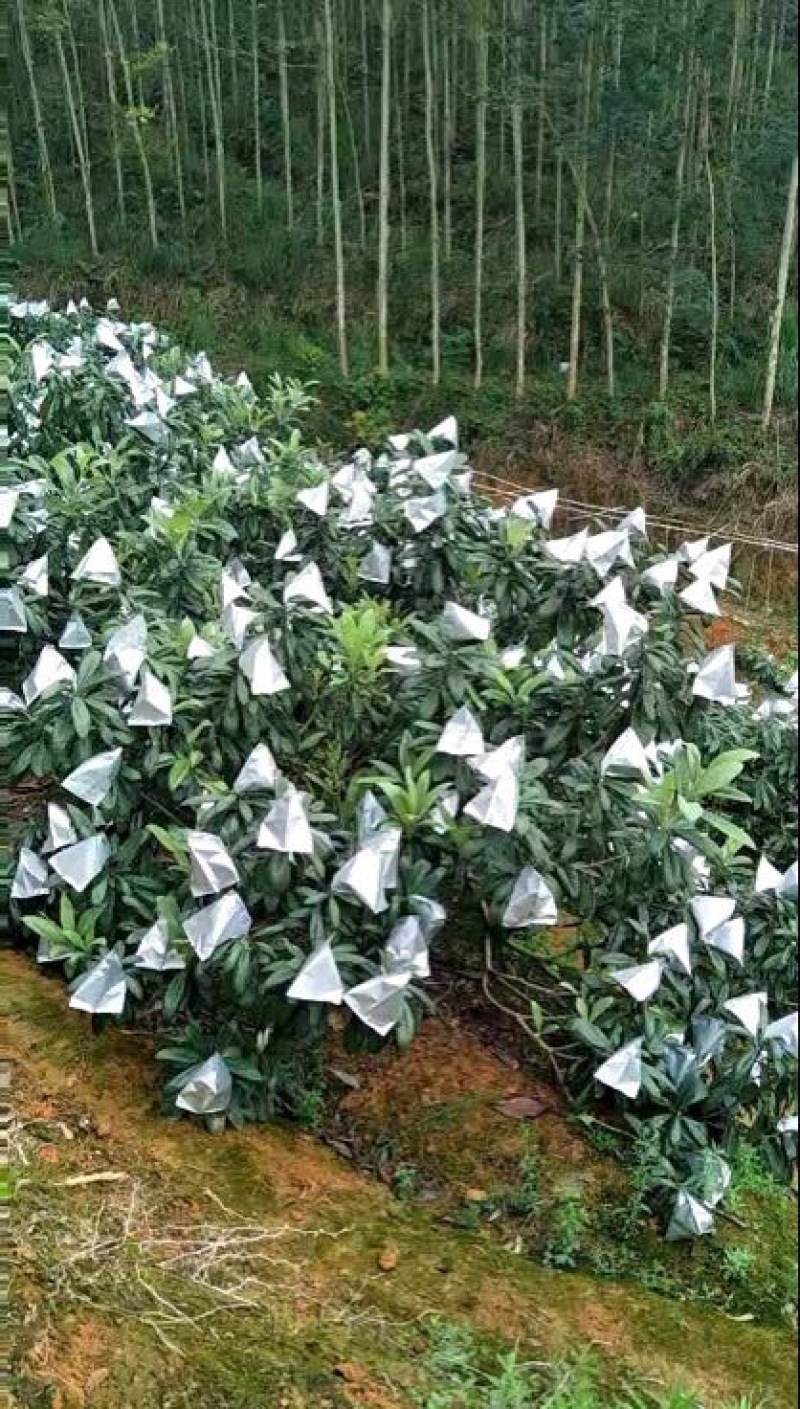 早钟六号枇杷苗，基地直供，品种纯正，量大从优，价格美丽