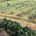 早钟六号枇杷苗，基地直供，品种纯正，量大从优，价格美丽