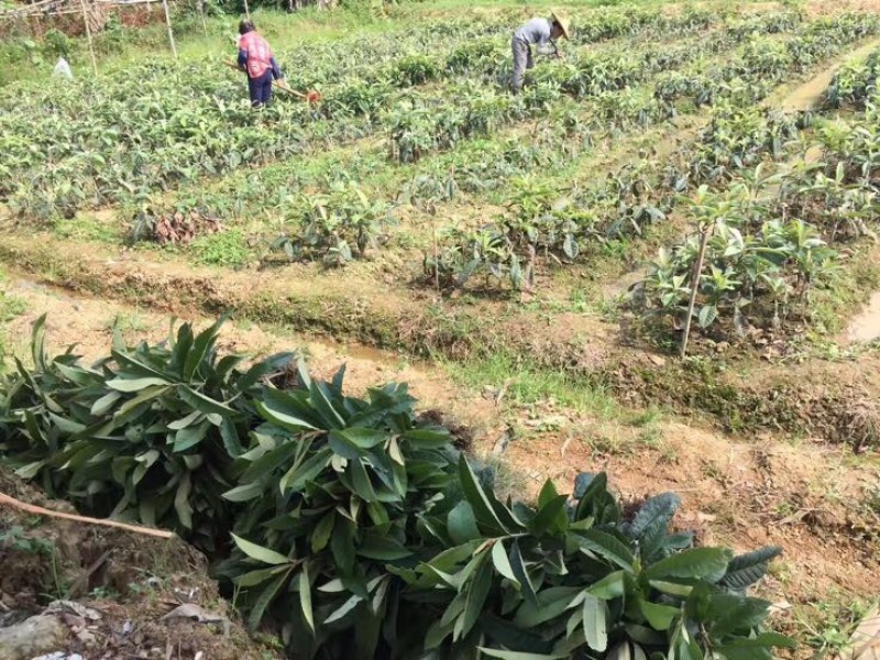 早钟六号枇杷苗，基地直供，品种纯正，量大从优，价格美丽