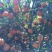 荔浦沙糖桔3~4cm一级