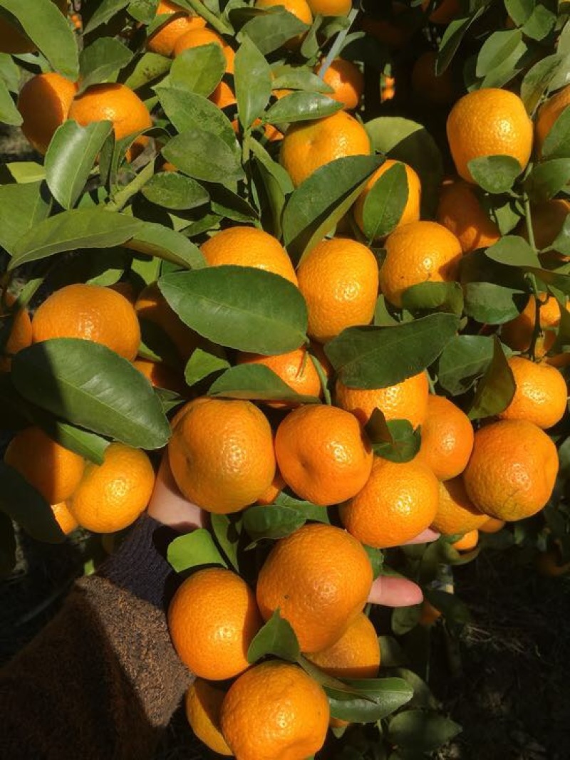 荔浦沙糖桔3~4cm一级