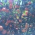 荔浦沙糖桔3~4cm一级