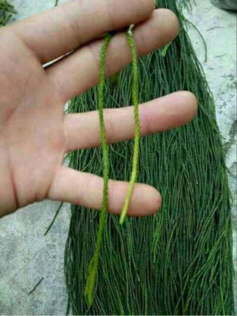 伸筋草