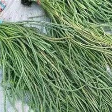 伸筋草