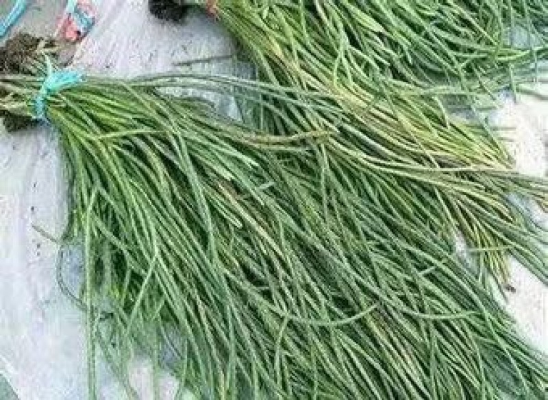 伸筋草