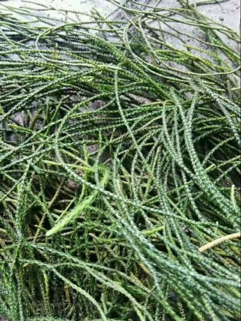 伸筋草