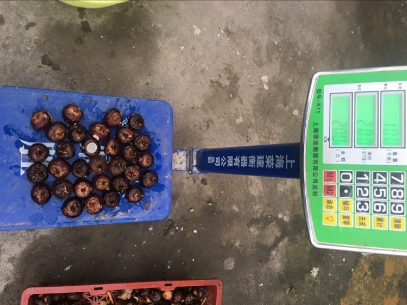 马蹄，荸荠，自家种植，供应稳定，欢迎咨询