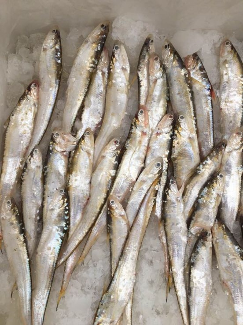 毛刀鱼食用冰鲜鱼