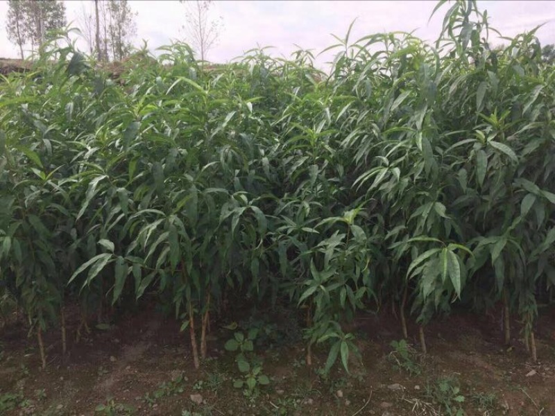 黄金蜜桃4号树苗60~70cm