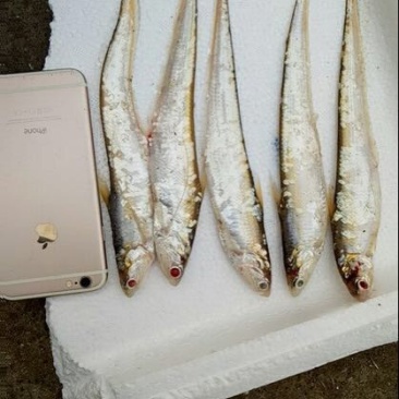毛刀鱼食用冰鲜鱼