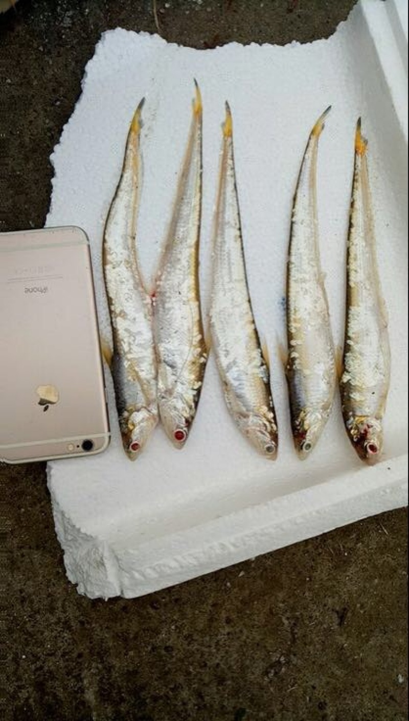 毛刀鱼食用冰鲜鱼