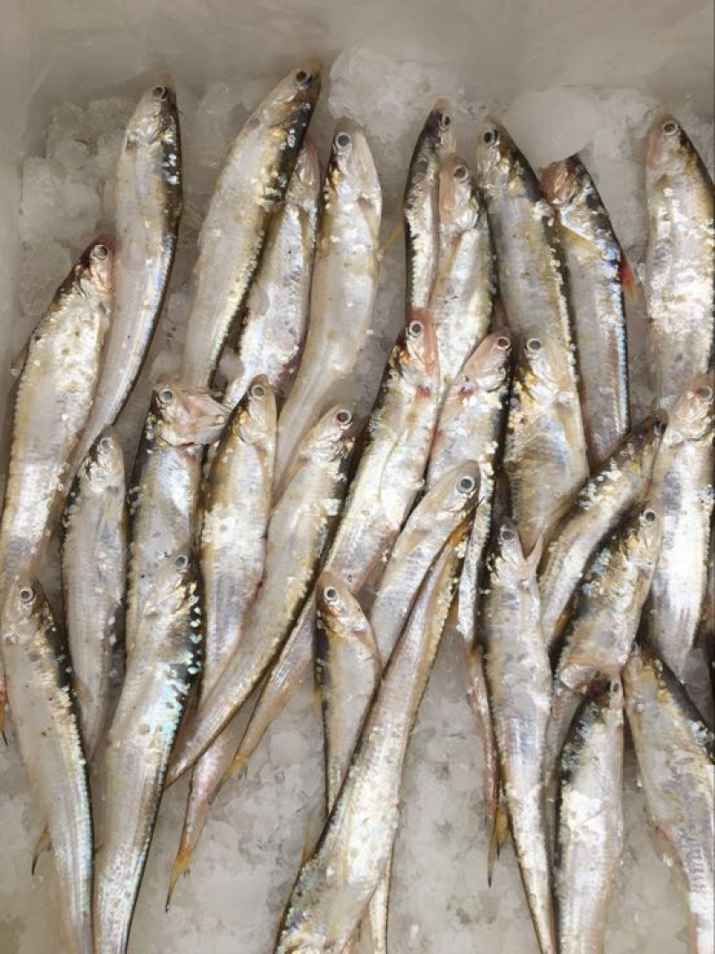 毛刀鱼食用冰鲜鱼