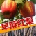 早酥红梨苗1cm以下100~150cm