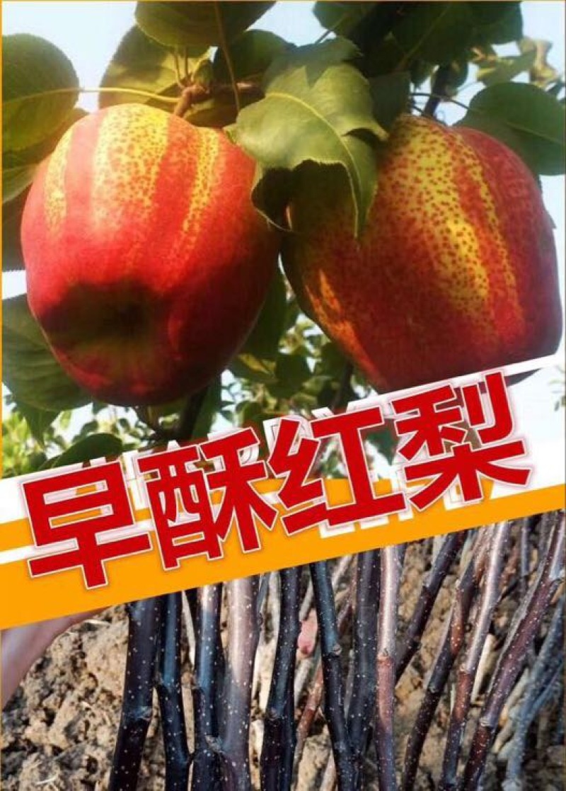 早酥红梨苗1cm以下100~150cm
