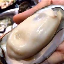 湛江牡蛎人工养殖鲜活8只/kg