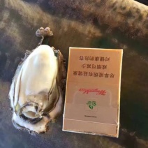 生蚝湛江生蚝