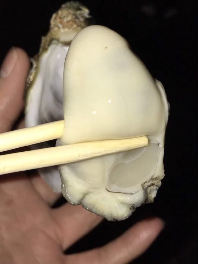 食用牡蛎乳山牡蛎