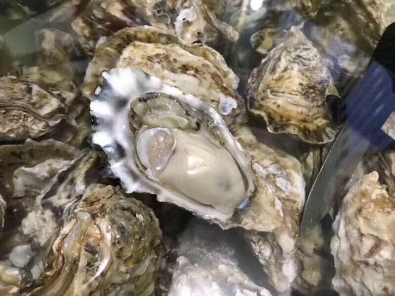 食用牡蛎乳山牡蛎