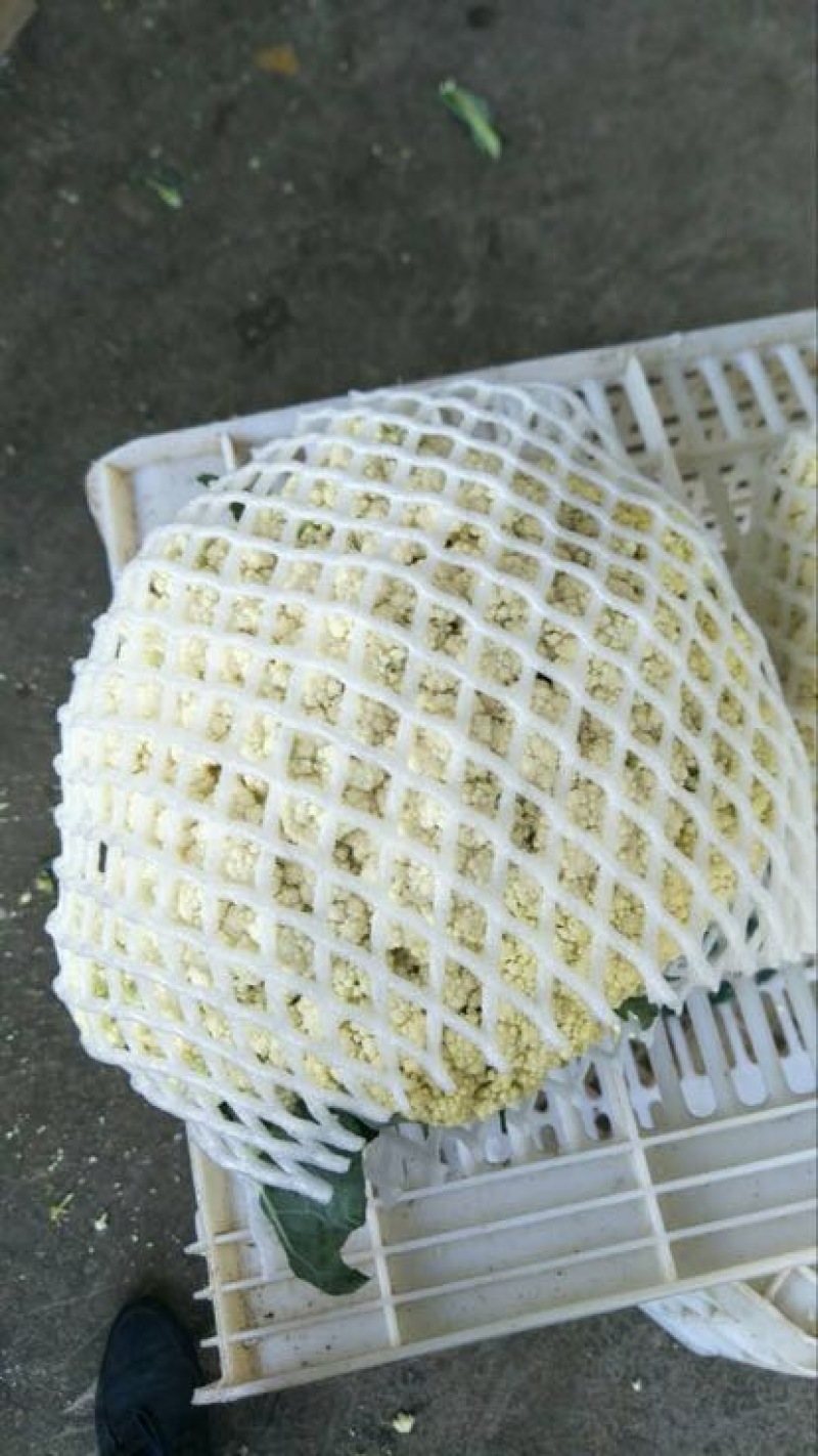 菜花青梗散花