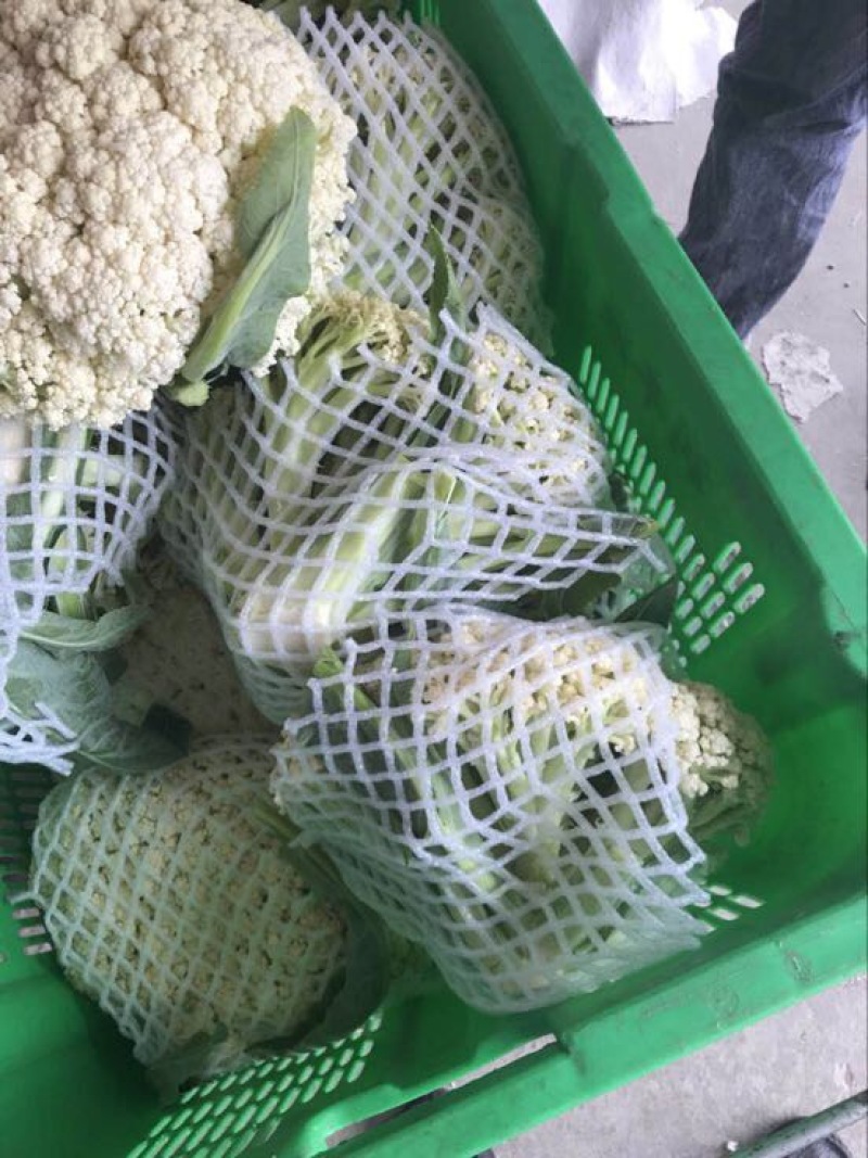 菜花青梗散花