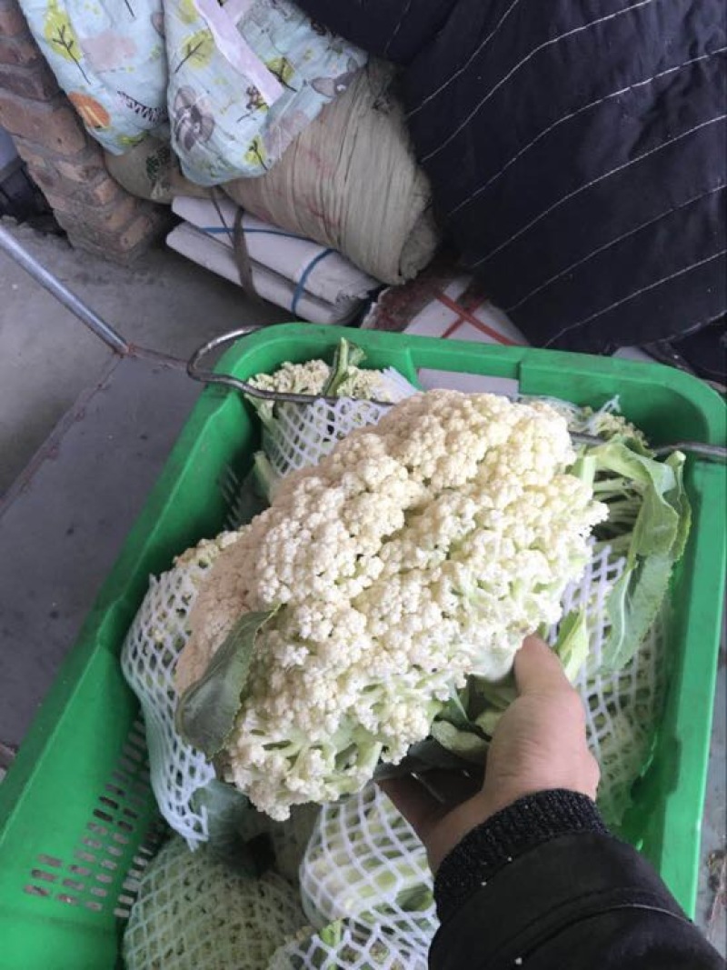 菜花青梗散花