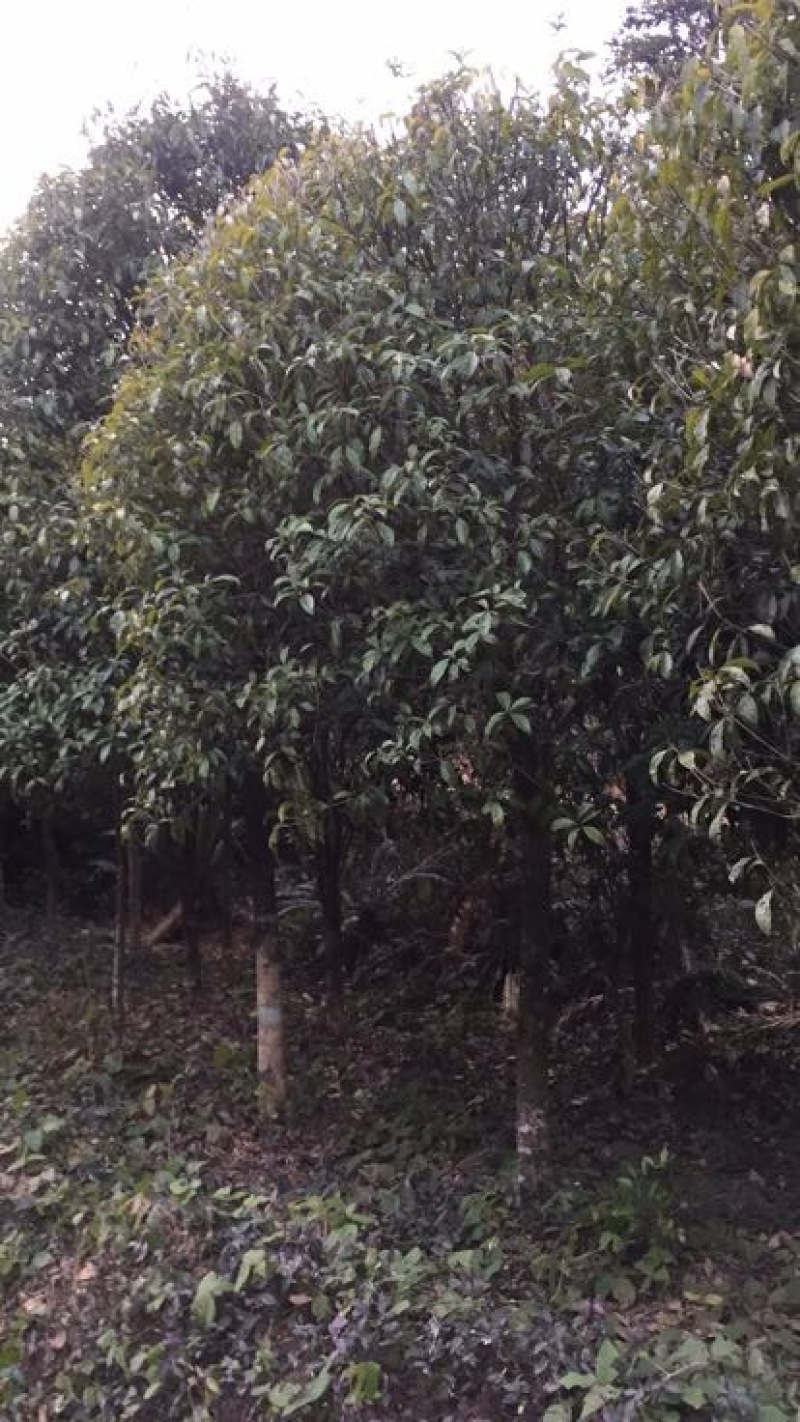 八月桂苗