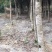 八月桂苗