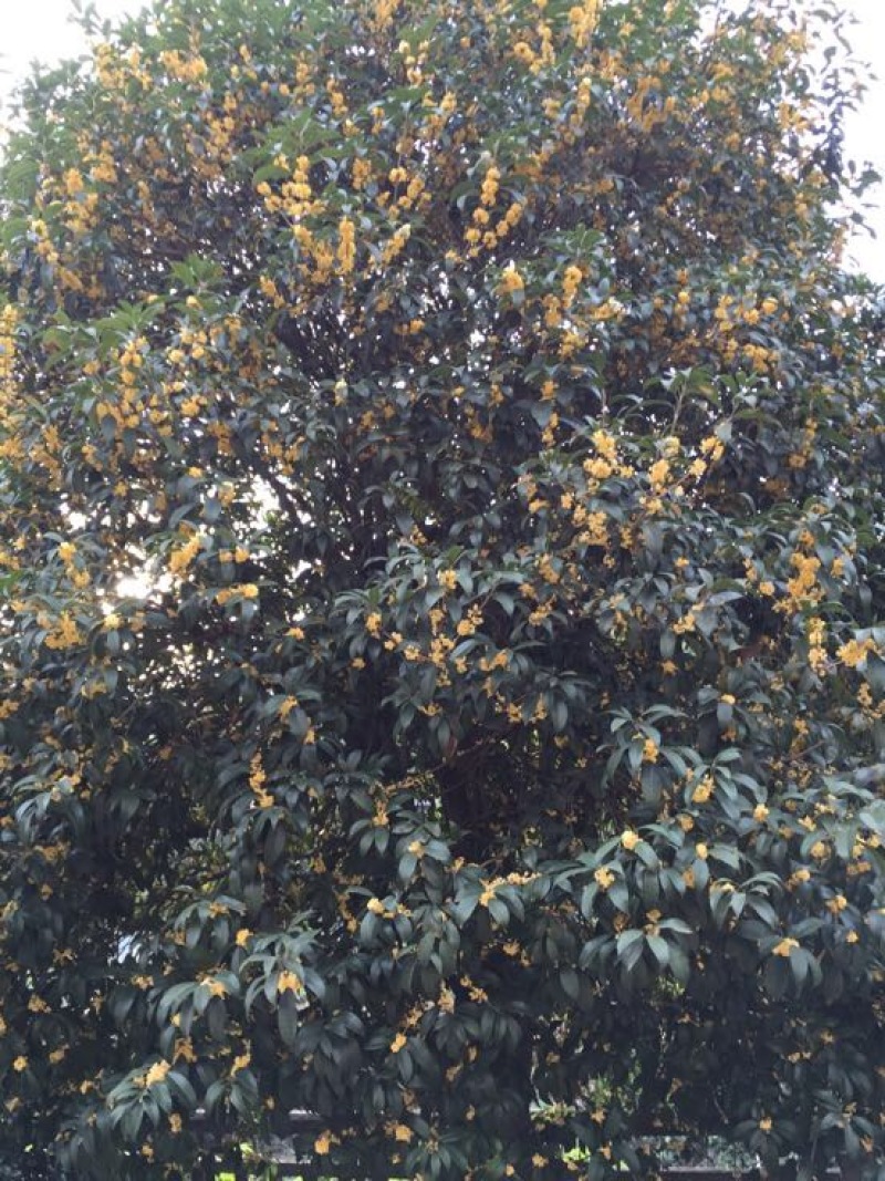 八月桂苗