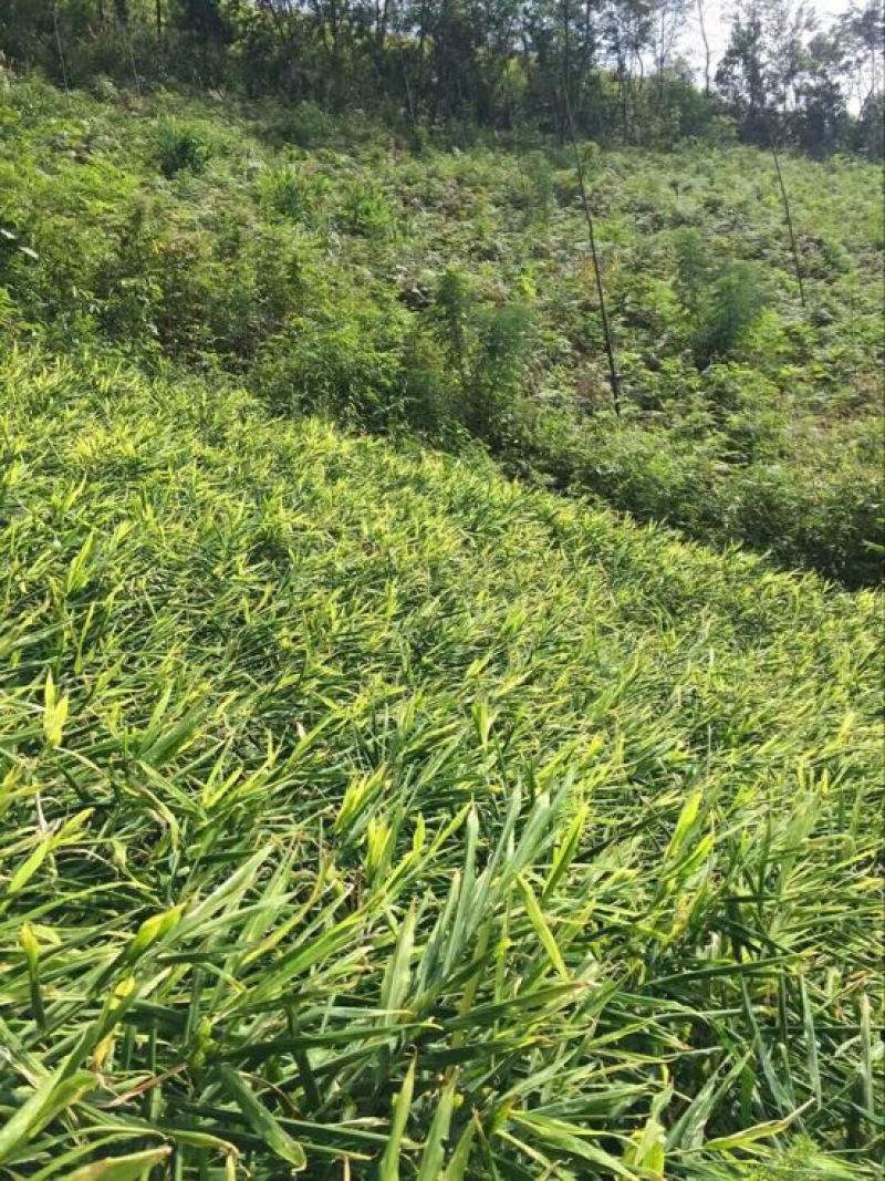 大黄姜9~两带土