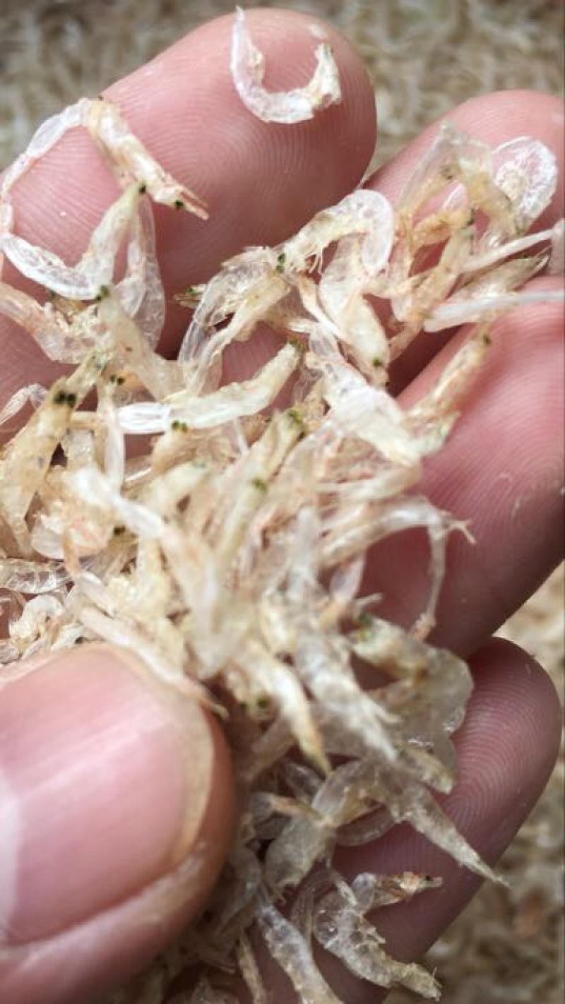 虾皮生哂虾皮