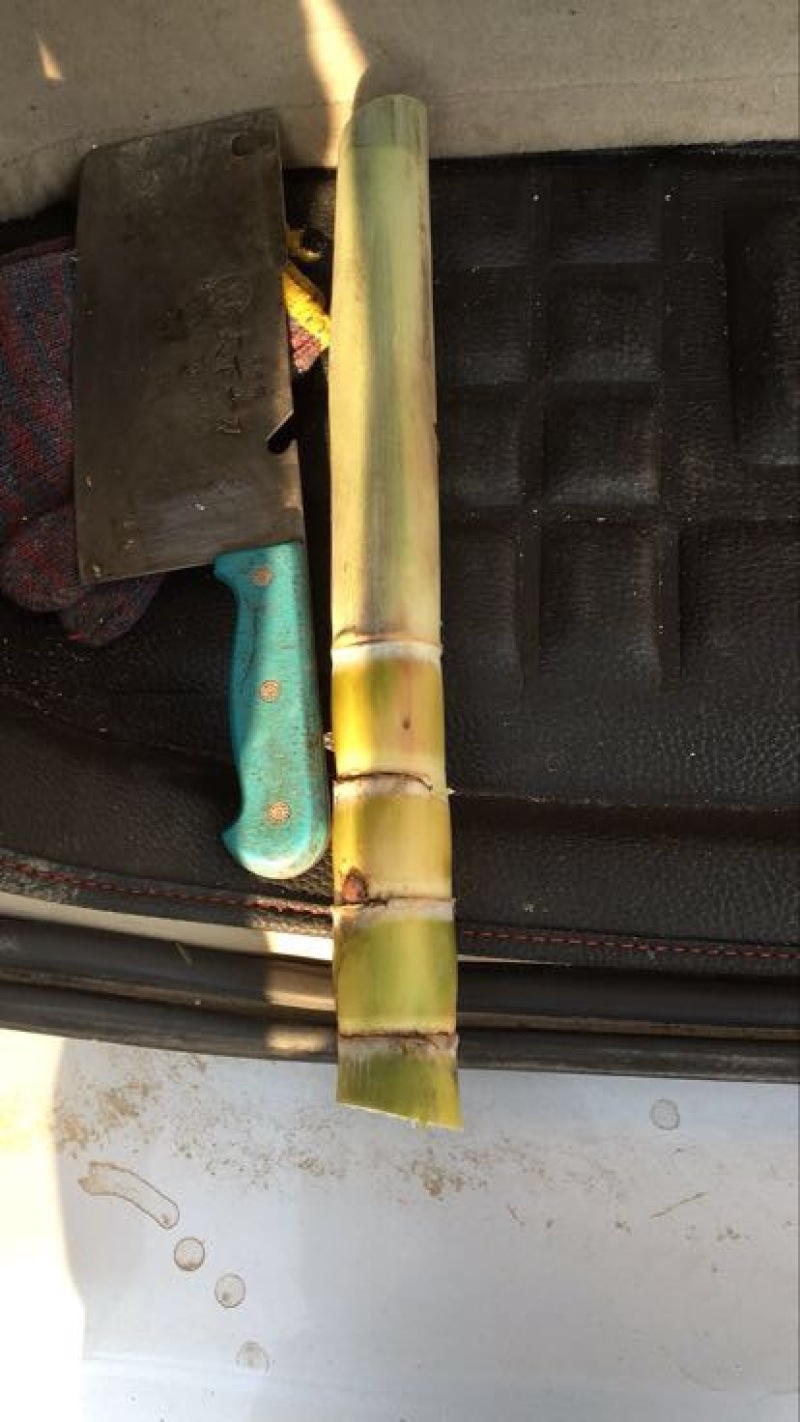 甘蔗苗黄皮甘蔗苗水果甘蔗苗黄皮果蔗苗4−7牙