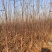 烟富10号苹果树苗100cm以上