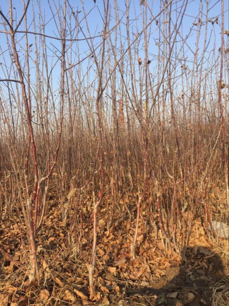 烟富10号苹果树苗100cm以上
