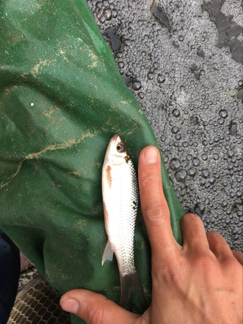 鲮鱼，桂花饲料鱼不是罐头鱼