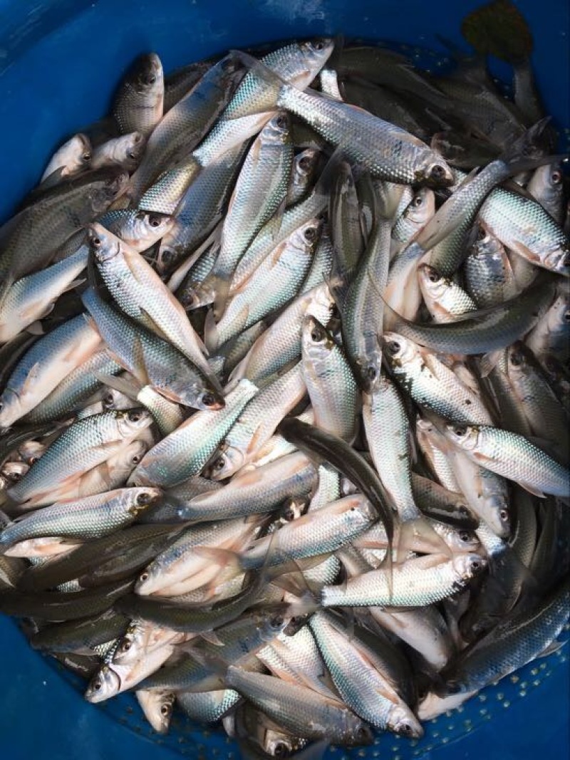 鲮鱼，桂花饲料鱼不是罐头鱼