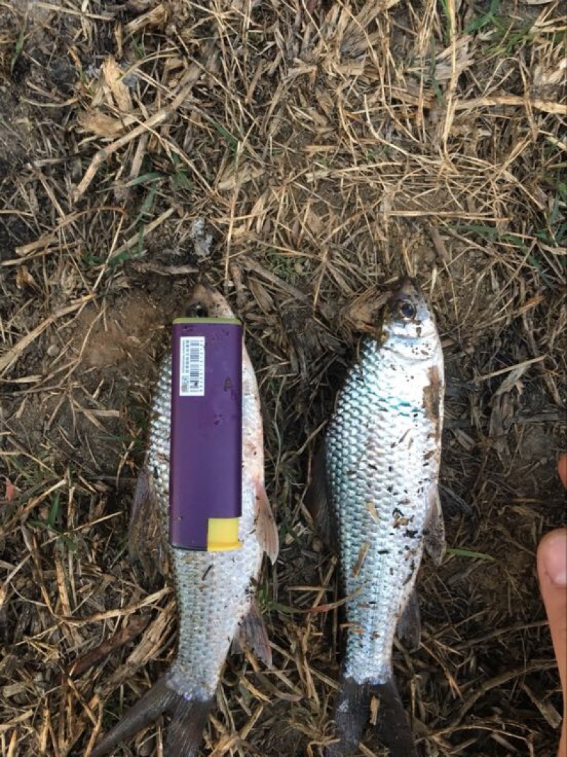 鲮鱼，桂花饲料鱼不是罐头鱼