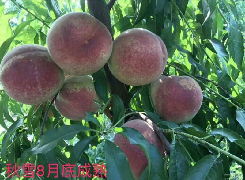 秋雪桃树苗60~70cm