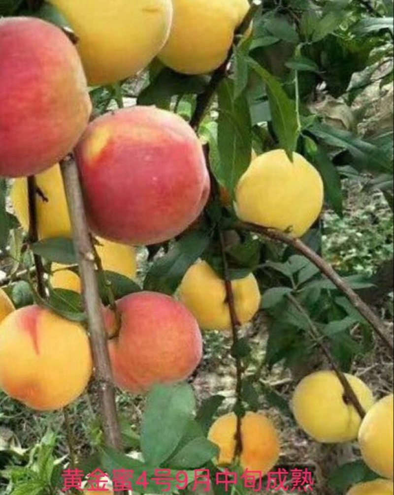 黄金蜜桃4号树苗60~70cm
