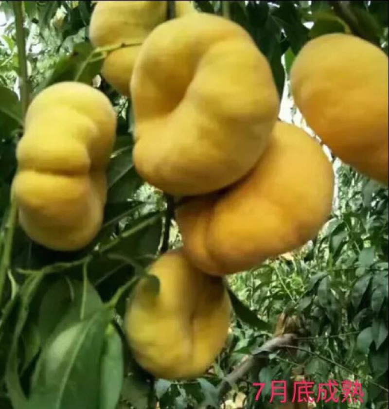 黄金蟠桃树苗60~70cm
