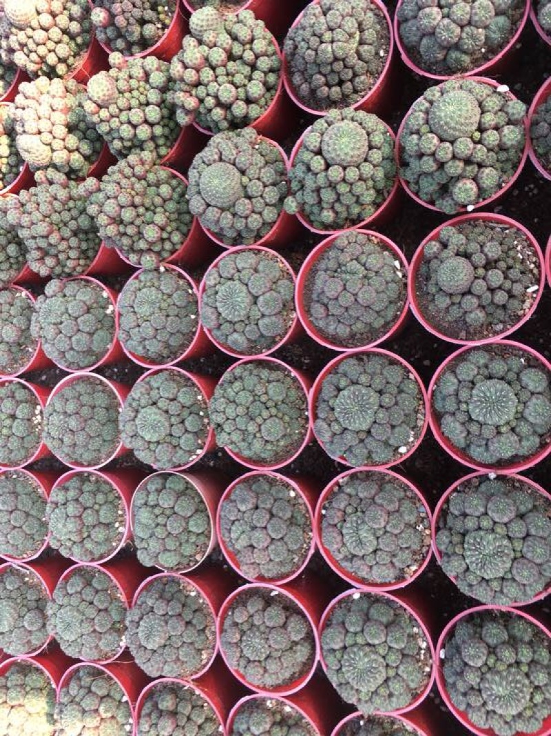 仙人球球形青蛙王子紫丽丸