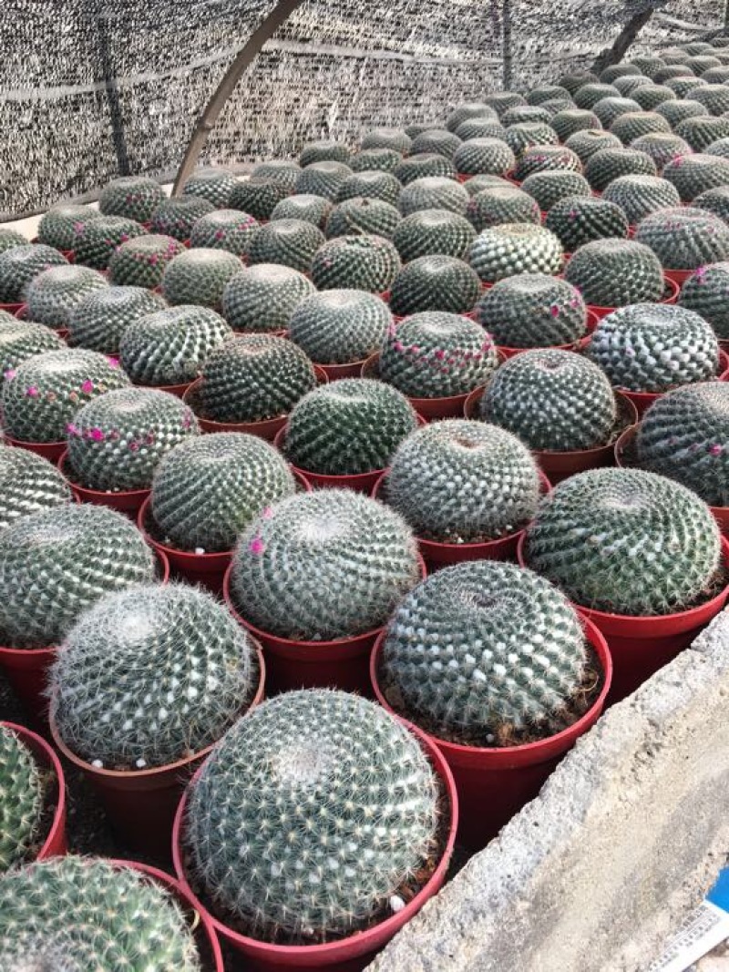 仙人球球形青蛙王子紫丽丸
