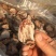 柿饼1两以下