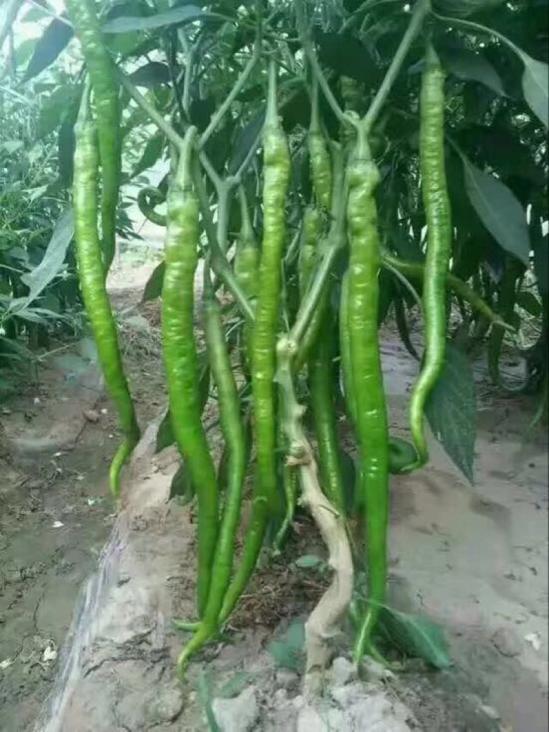 辣椒苗，尖椒，螺丝椒，线椒，太空椒，辣妹子，五彩椒