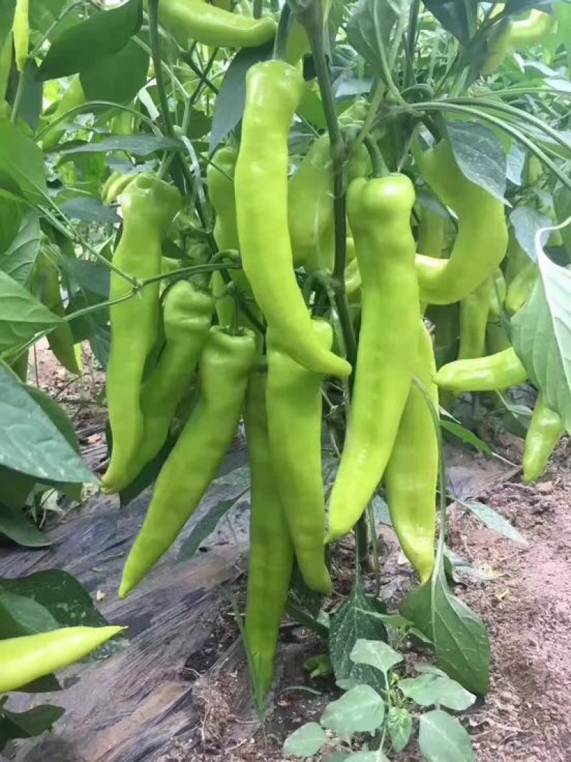 辣椒苗，尖椒，螺丝椒，线椒，太空椒，辣妹子，五彩椒